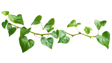 Fresh green ivy branch with transparent background