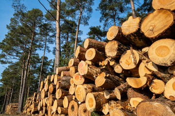 Exploitation foresti&egrave;re. Rondins de bois empil&eacute;s le long d'un chemin dans une for&ecirc;t domaniale. Pins sylvestre.