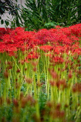 鎌倉2410Y　英勝寺11　曼珠沙華