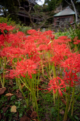 鎌倉2410Y　英勝寺9　曼珠沙華