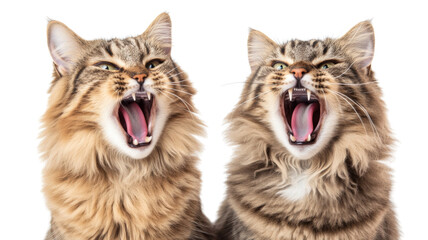 Fototapeta premium Two cats yawning with transparent background