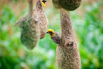 Group of baya weaver birds on th nest.