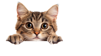 Cute tabby cat peeking over a blank surface with transparent background