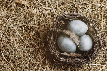 Atmospheric Easter set. Birds blue eggs in the nest and feathers on hay background, copy space.