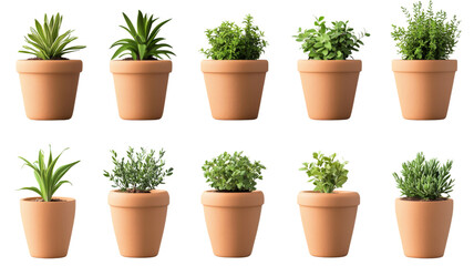 Ten terracotta plant pots containing various houseplants with transparent background