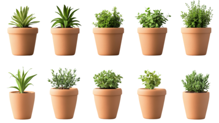 Ten terracotta plant pots containing various houseplants with transparent background