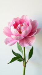 Delicate pink peony blossom, lush petals, white backdrop, beauty, macro, blossom