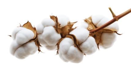 Cotton plant branch showing fluffy white cotton bolls on transparent background
