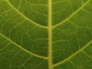 Obraz premium aesthetic green leaf surface abstract design