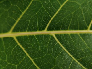 aesthetic green leaf surface abstract design