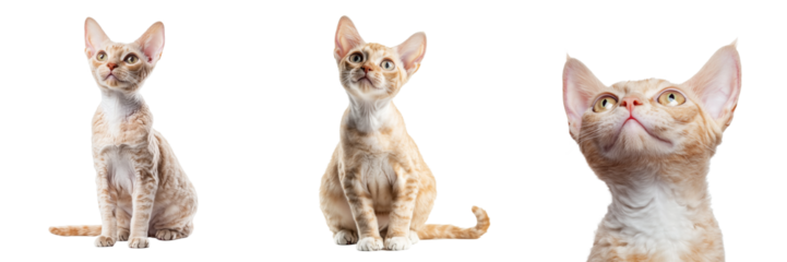 Devon rex cat set isolated on transparent background. PNG. Generated AI.