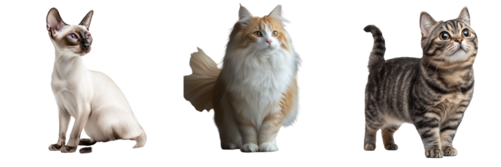 Cat set isolated on transparent background. PNG. Generated AI.