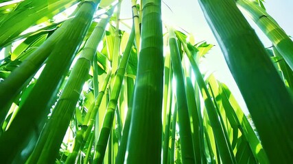 stunning ultra HD video showcasing vibrant green bamboo stalks ideal professional presentations technology related projects nature inspired creative content