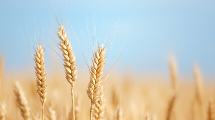 Fototapeta premium Golden Wheat Against Blue Sky: Close-up of golden wheat spikes against a clear blue sky, symbolizing harvest, agriculture, and natural abundance.