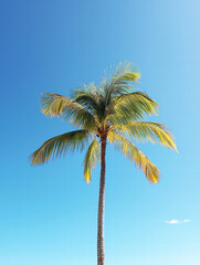 Tropical Paradise: A majestic palm tree, reaching skyward with its lush fronds against the azure blue sky, evokes feelings of serenity and escape.