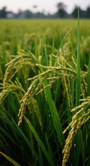 Fototapeta premium Rice stalks with golden grains in green paddy field. Close-up view of agricultural crop. Organic farming and food production concept. Asian rural landscape