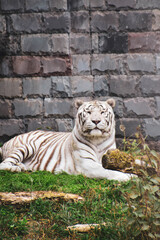 white tiger in the zoo