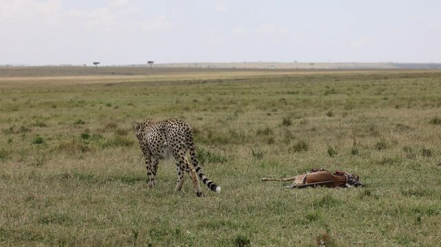 4K Slow motion video of Cheetah circling its gazelle kill in open grassland. Predator guarding prey, intense wildlife moment. African savanna, Masai Mara, Kenya, big cat, hunting, nature, safari