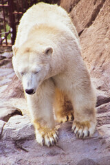 polar bear in zoo