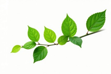Naklejka premium Green leaves on a branch isolated on white background, simplicity