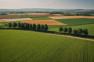 a field of green grass