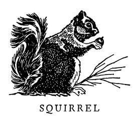 Squirrel, Vintage Style Vector Illustration © Kelly Designs