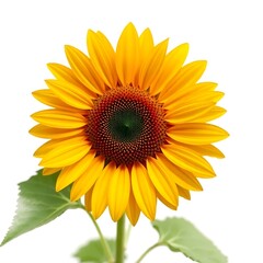 Naklejka premium Vibrant Sunflower T-Shirt Graphic Design on White Background