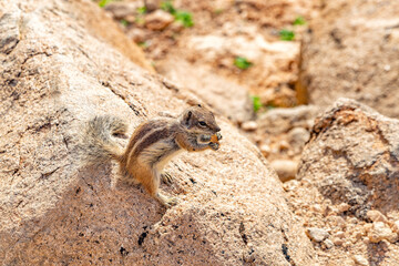 Barbary ground squirrel, Island Fuerteventura, Canary Islands, Spain, Europe.