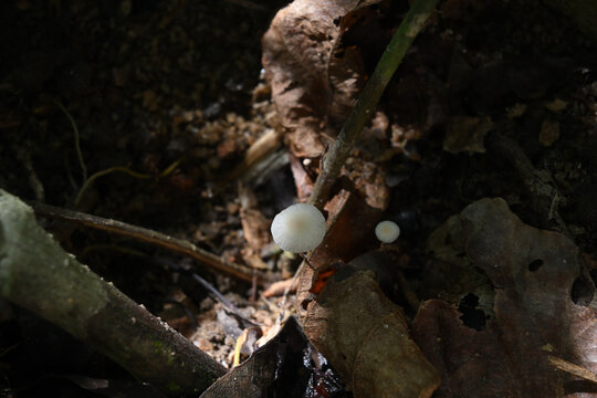 A mushroom that is small, flat, and white is growing on a decaying leaf surface