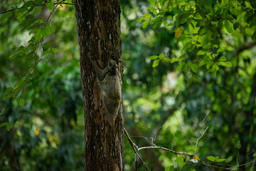 cynocephalus variegatus (Dermoptera)  in nature