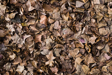 朽ちる直前の枯葉