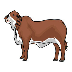 red brahman with white background separately