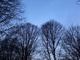 trees and sky