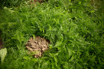 Soil pile in nature surrounded by plants