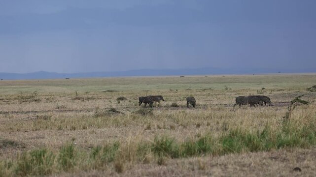 Pumbas (warthogs) running through the grassland in Masai Mara. Agile and fast, wildlife in the African savanna. Safari, nature, wild animals, grassland, Masai Mara, Kenya.