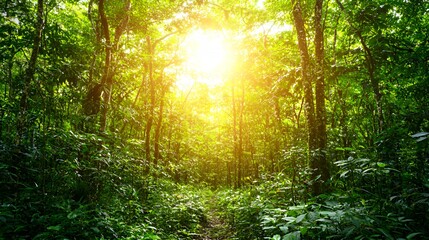 Obraz premium Sunlit Path Through Lush Green Forest