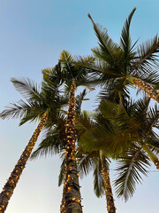 Palm Trees Birds Eye View Fairy Lights Blue Sky