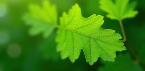 Vibrant green oak leaf, smooth texture, crisp detail , fresh, tree, nature photography