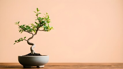"Twisted Bonsai Tree in Round Brown Pot Against a Plain Peach Background: A Stunning Display of Miniature Tree Art and Natural Beauty"