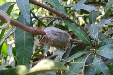 Branches and leaves of a mango tree