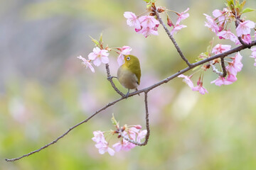 河津桜とメジロ