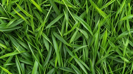 Lush green grass natural landscape close-up image outdoor nature