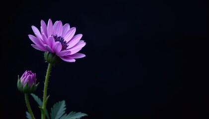 Deep blue-purple Centaurea montana, stark black backdrop , botanical, flora, summer