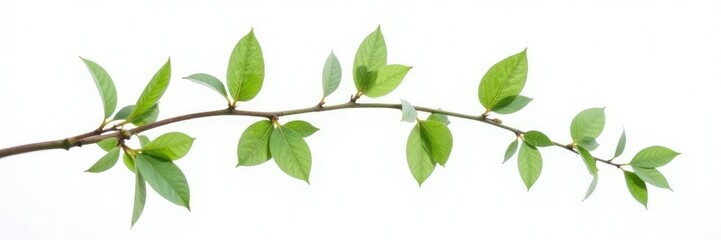 Fototapeta premium Delicate branch with slender leaves isolated on white background, branches, verdant
