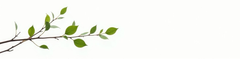 Fototapeta premium Delicate branch with tiny leaves isolated on white background, livestock, simple, leaves