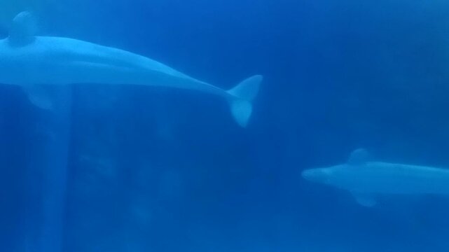 Two graceful beluga whales (Delphinapterus leucas) swimming consecutively in a large tank at Lotte World Aquarium in Seoul, South Korea; captured in 2019.