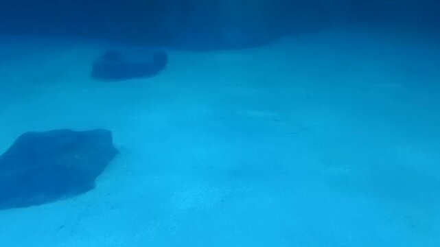 Two beluga whales (Delphinapterus leucas) exhibiting social behavior and swimming consecutively in a large tank at Lotte World Aquarium, Seoul; shot in 2019.