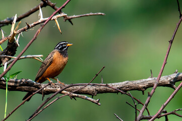 Adult male Cinnamon-breasted Bunting (Emberiza tahapisi).