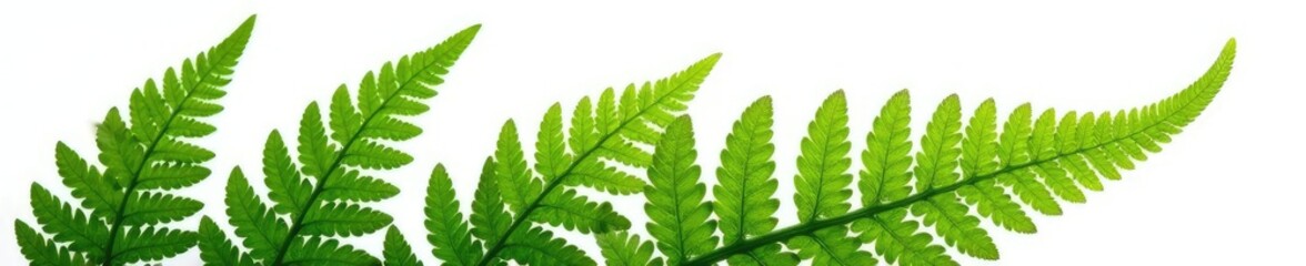 Leafy green fern isolated on white background, green, leaf, botanical