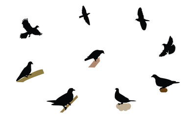 African green pigeon bird Silhouette Design  And Vector Illustration. 
